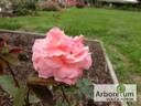 Колхозница rose photo