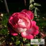 Krasavitsa Festivalja rose photo