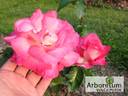 Krasavitsa Festivalja rose photo