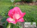 Krasavitsa Festivalja rose photo