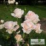 Эмми rose photo