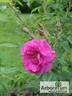 Tsaritsa Severa rose photo
