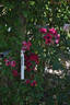 Bonfire rose photo
