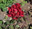 Syr rose photo