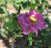 Agatha rose photo