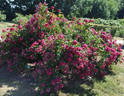 Bonfire rose photo