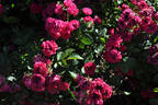 Bonfire rose photo