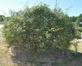 Venusta Pendula rose photo