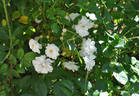 Schneewittchen rose photo
