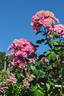 Dawson rose photo