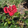 Grevinde Danneskjold Samsoe rose photo