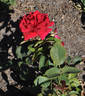 Fru Zenia Jacobsen rose photo