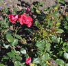 Fru Zenia Jacobsen rose photo