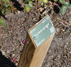 Fru Zenia Jacobsen rose photo