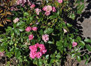 Ellen Poulsen Mörk rose photo