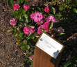 Ellen Poulsen Mörk rose photo