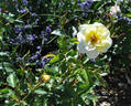 Danish Gold rose photo