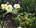 Danish Gold rose photo