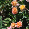 Poulsen's Copper rose photo