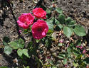 Anne Mette Poulsen rose photo