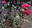 Anne Mette Poulsen rose photo