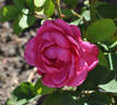 Ingar Olsson rose photo