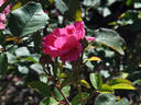 Ingar Olsson rose photo