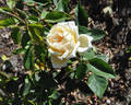 Fru Johanne Poulsen rose photo