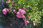 Grevinde Sylvia Knuth rose photo