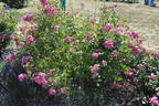 Grevinde Sylvia Knuth rose photo