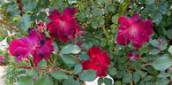 Joan Beales rose photo