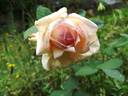 Comtesse de Cassagne rose photo