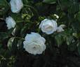 Fabulous! ™ rose photo