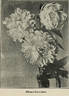 Alsace Lorraine peony photo