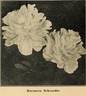 Baroness Schroeder peony photo