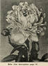 Etta peony photo