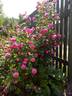 Catherine Guillot rose photo