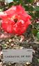 Carnaval de Rio ® rose photo