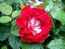 Guy Darmet rose photo