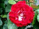 Guy Darmet rose photo