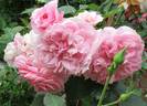 Dunham Massey rose photo
