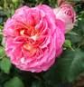Centenaire de l'Haÿ-les-roses ® rose photo
