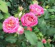 Centenaire de l'Haÿ-les-roses ® rose photo