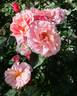 Festive Jewel rose photo