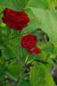 Fire King rose photo
