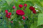 Fire King rose photo