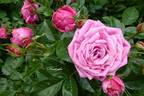 00/0337-2 rose photo
