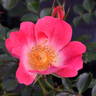 Bienenweide Apricot rose photo