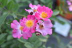 Fil des Saisons rose photo
