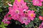 Fil des Saisons rose photo